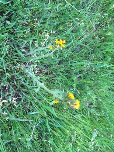 iNaturalist observation photo of tarweed fiddleneck