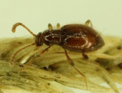 Stenichnus ovipennis