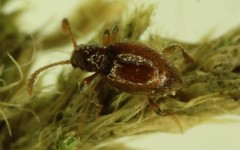 Stenichnus ovipennis