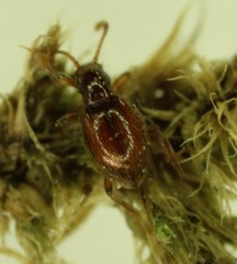 Stenichnus ovipennis