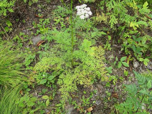 Peucedanum elegans
