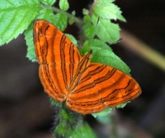 Chersonesia intermedia