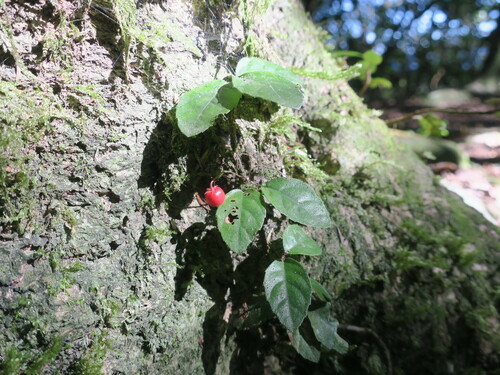 Ardisia pusilla