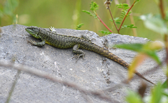 Stenocercus guentheri