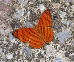 Chersonesia intermedia