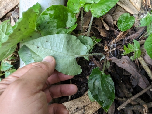 Image of Asarum caudigerum by (c) 潘立傑 LICHIEH_PAN, some rights reserved (CC BY)