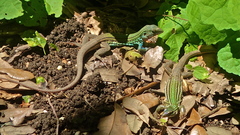 Aspidoscelis gularis