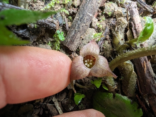 Image of Asarum caudigerum by (c) 潘立傑 LICHIEH_PAN, some rights reserved (CC BY)