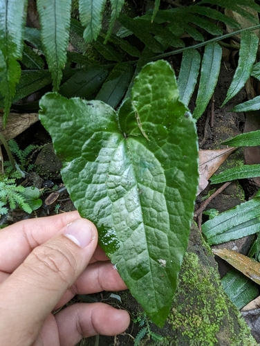 Image of Asarum caudigerum by (c) 潘立傑 LICHIEH_PAN, some rights reserved (CC BY)