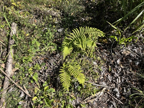 Thelypteris esquirolii iNat (2)