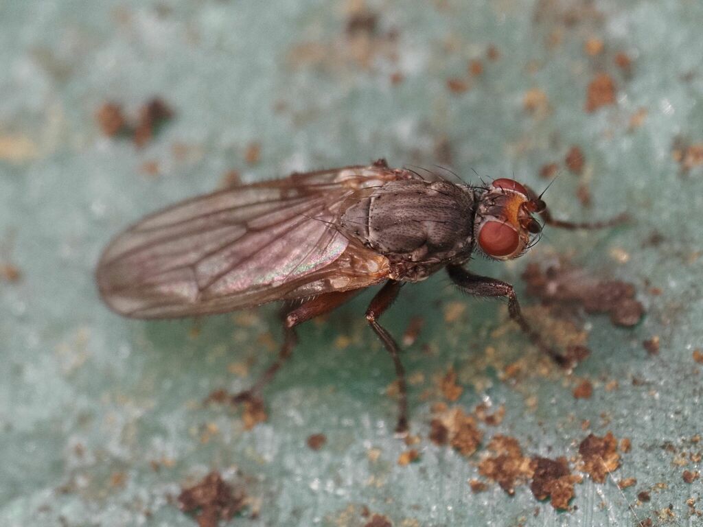 Heleomyza modesta