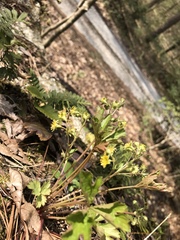 Waldsteinia fragarioides