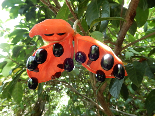 Image of Sterculia lanceolata by (c) natomik, some rights reserved (CC BY)