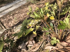 Waldsteinia fragarioides