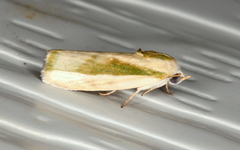 Earias huegeliana