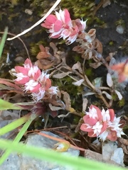 Illecebrum verticillatum