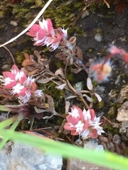 Illecebrum verticillatum