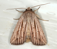 Leucania porphyrodes