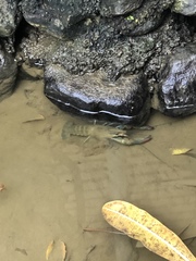 Cherax quadricarinatus