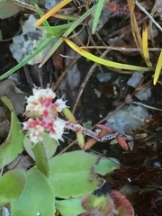 Chaetonychia cymosa