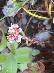 Chaetonychia cymosa