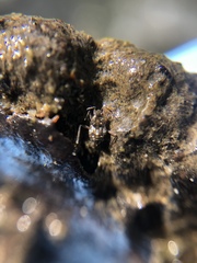 Gerromorpha