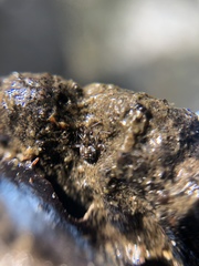 Gerromorpha
