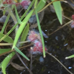Chaetonychia cymosa