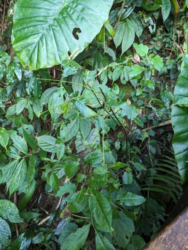 Evodia (Tetradium ruticarpum)