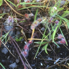 Chaetonychia cymosa