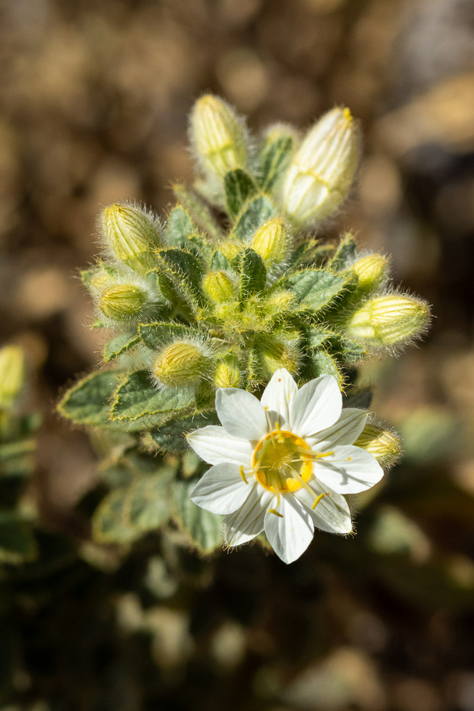 Malesherbia solanoides