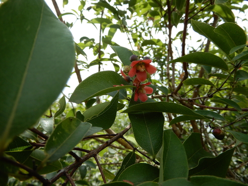 Image of Cratoxylum cochinchinense by (c) natomik, some rights reserved (CC BY)