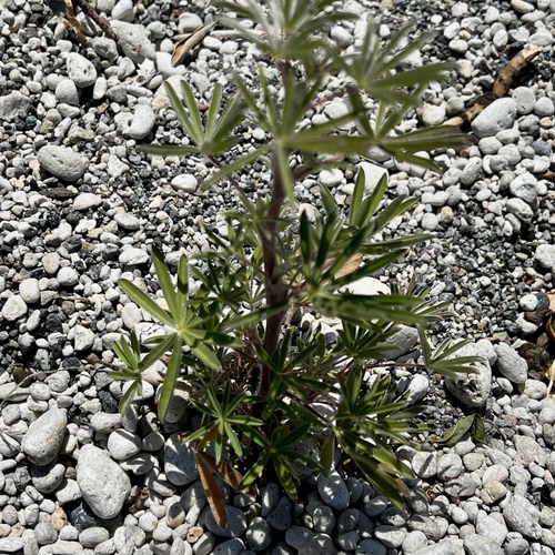 Blue Bush Lupine seedling