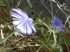 Cichorium pumilum