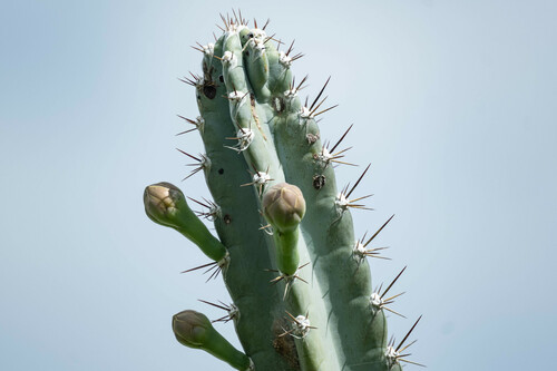 Cereus horrispinus