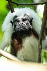 Cottontop Tamarin photo 4