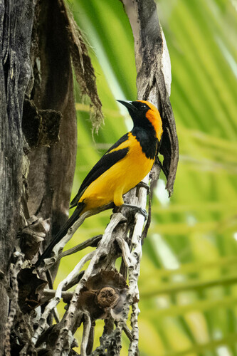 Orange-crowned Oriole (Icterus auricapillus), photo 6