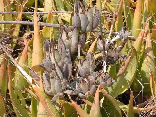 Kalanchoe tomentosa