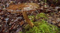 Cortinarius cuphomorphus