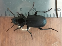 Pterostichus lama
