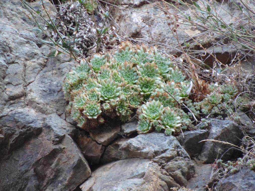 Sempervivum atlanticum