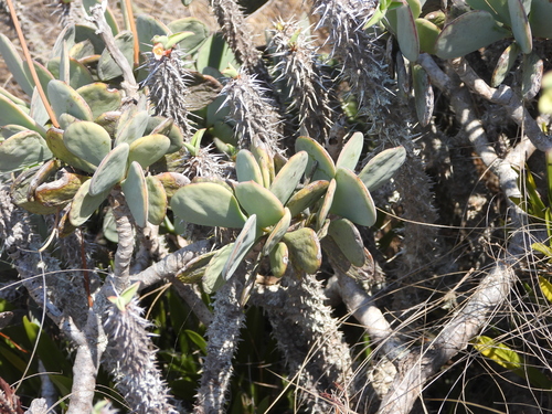 Image of Senecio crassissimus by (c) amantedarmanin, some rights reserved (CC BY)
