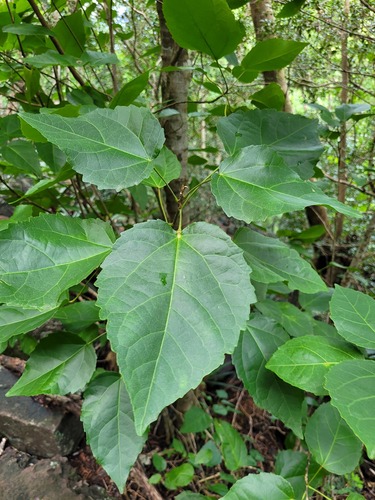 Croton corylifolius