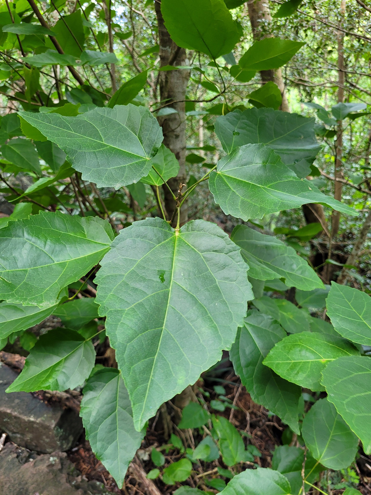 Croton corylifolius