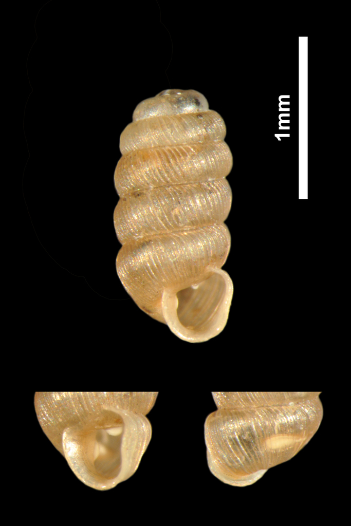 tiny whorl snail