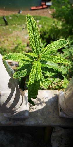 Edible debregeasia