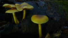 Cortinarius icterinoides