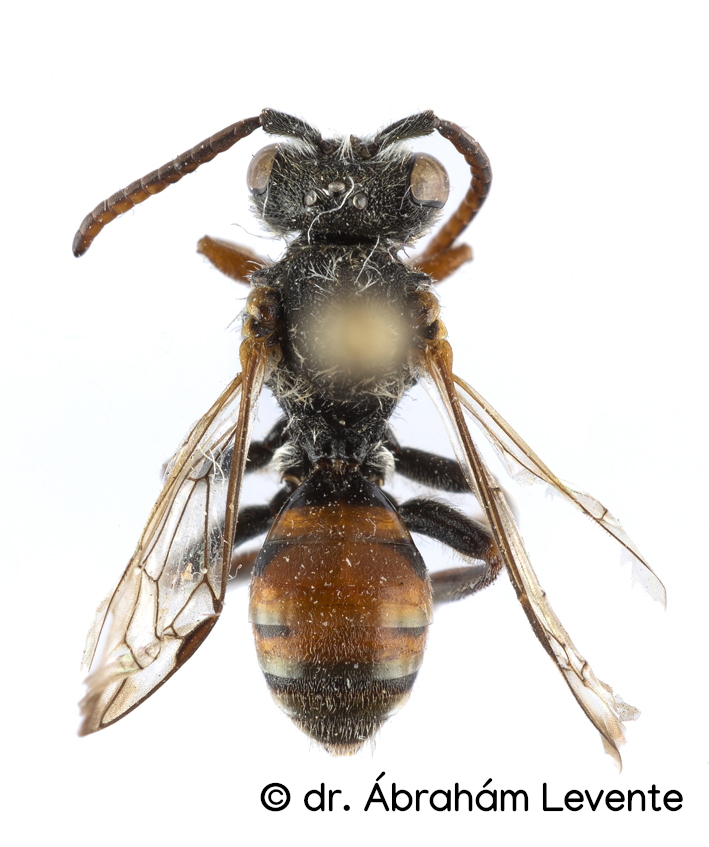 Nomada thersites