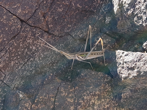 Truxalis longicornis