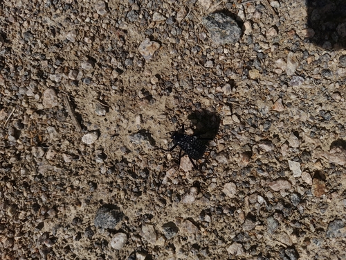 Pitted Beetle